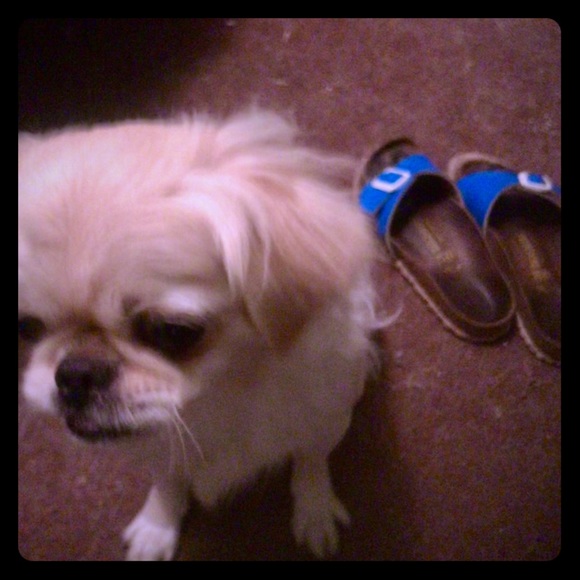 Electric blue birks - Picture 1 of 1